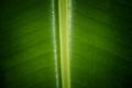 Macro images of texture and closeups banana leaf