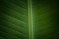 Macro images of texture and closeups banana leaf
