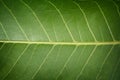 Macro images of texture and closeups Green leaf Royalty Free Stock Photo