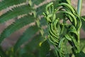 Macro of imature sporophyte branches on a fern