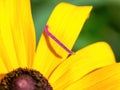 Inchworm on yellow daisy flower