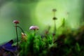 Macro inedible mushrooms Royalty Free Stock Photo