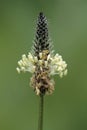 Macro of inflorescence of plantain Royalty Free Stock Photo
