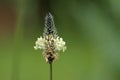 Macro of inflorescence of plantain Royalty Free Stock Photo