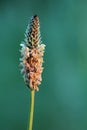 Macro of inflorescence of plantain Royalty Free Stock Photo