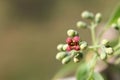 Macro of the Inflorescence of Santalum album, Indian sandal wood tree Royalty Free Stock Photo