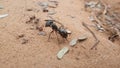 Macro insect ant on ground. Black insect Royalty Free Stock Photo