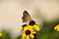 Macro insect butterfly Adonis blue on a flower. Royalty Free Stock Photo