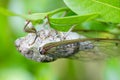 Macro Insect (Cicada)
