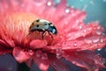 Macro insect daisy ladybug red