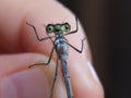 Macro, insect dragonfly in hand Royalty Free Stock Photo