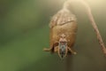 Macro insect. Liorhyssus hyalinus bug of the Rhopalidae family on dry flower Royalty Free Stock Photo