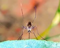 Macro insect mosquito with nature blurry Royalty Free Stock Photo