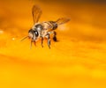 Macro shot of bees Sweet drink Royalty Free Stock Photo