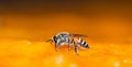 Macro shot of bees Sweet drink Royalty Free Stock Photo