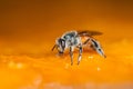 Macro shot of bees Sweet drink Royalty Free Stock Photo