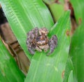 Macro insect spiders die on the grass, swarming by ants. Royalty Free Stock Photo