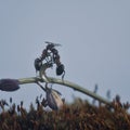 Macro insects live in forest