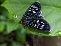 macro insects perch on wild plants in nature