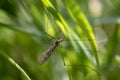 Macro insects resting on plants, eating and then flying away on a sunny day. Royalty Free Stock Photo