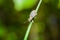 Macro insects in straws and bushes climbing