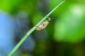 Macro insects in straws and bushes climbing