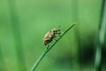 Macro insects in straws and bushes climing