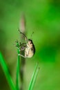 Macro insects in straws and bushes climbing