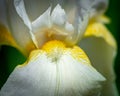 Macro shot of white Iris bloom Royalty Free Stock Photo