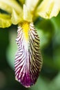 Macro of an iris sambucina