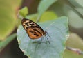 Macro Isabella Longwing Butterfly