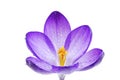 Isolated Crocus Blossom Royalty Free Stock Photo