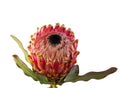 Macro of an isolated king protea blossom Royalty Free Stock Photo