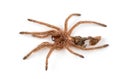 Macro isolated photo of spider`s moult Royalty Free Stock Photo