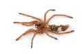 Macro isolated photo of spider`s moult