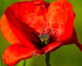 Macro isolated Poppy in bloom