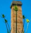 Macro isolated Summer plant sharp detailed