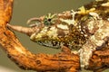 Jacksonii Trioceros or Jackson chameleon Royalty Free Stock Photo