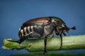 Macro Japanese Beetle Royalty Free Stock Photo