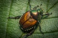 Macro Japanese Beetle Royalty Free Stock Photo