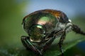 Macro Japanese Beetle Royalty Free Stock Photo