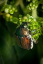 Macro Japanese Beetle Royalty Free Stock Photo