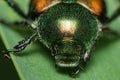 Macro of a Japanese beetle on a green leaf. Royalty Free Stock Photo