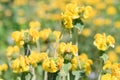 Macro of a Jerusalem Sage