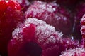 Macro juicy red raspberries