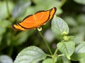 Julia butterfly feeding on flower Royalty Free Stock Photo