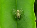 Macro of a Jumping Spider, Phintella versicolor on a green leaf. Royalty Free Stock Photo