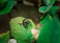 Macro Jumping spider Salticidae over the leaf. Beauty in nature Royalty Free Stock Photo