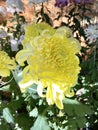 Stunning art Japanese Chrysanthemums yellow autumn flowers