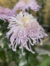 Japanese spider Chrysanthemums flowers pink